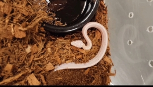 Şanlıurfa'ya yaşa dışı getirilmiş 