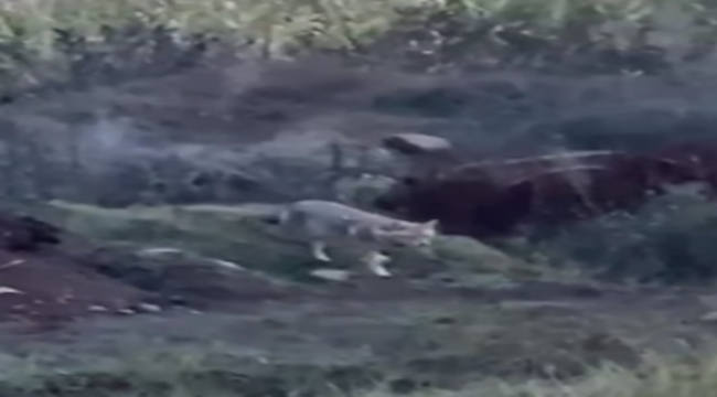 Viranşehir'de Kurt Göründü! 