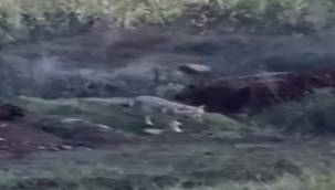 Viranşehir'de Kurt Göründü! 