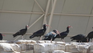 Birecik'te 321 kelaynak doğaya bırakılacak