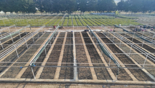 Birecik'te her yıl binlerce fidan üretimi yapılıyor