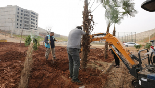 Eyyübiye Kito Deresi'nde Ağaçlandırma Devam Ediyor