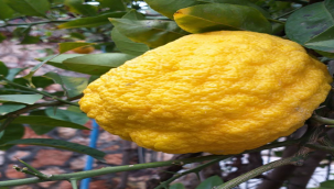 Halfeti'de Reçel olarak kullanılıyor