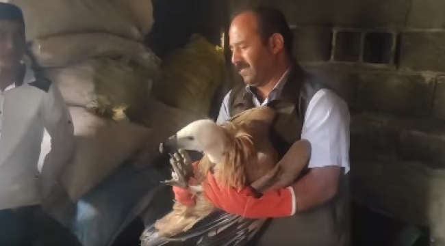 Kızıl Akbaba'nın tedavisi tamamlandı
