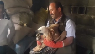 Kızıl Akbaba'nın tedavisi tamamlandı