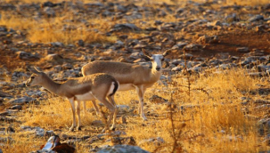 Koruma altındaki ceylanlar 7 gün 24 saat gözetleniyor