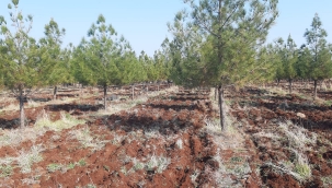 Mesire alanları sezona hazırlanıyor 