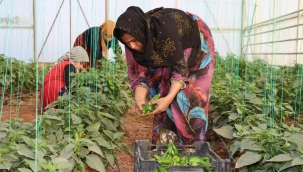 Urfa'da İsot hasatı devam ediyor