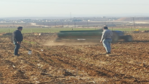 Yerli mercimek ekimi yapıldı