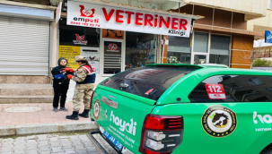 Depremde mahsur ve zarar gören kediler kurtarıldı