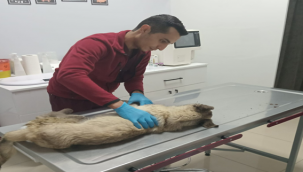 Depremde Yaralanan Can Dostlar Ameliyat Edildi