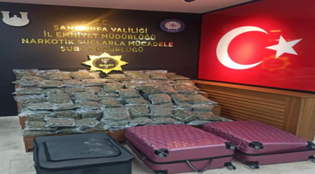 Şanlıurfa'da çok sayıda skunk ele geçirildi