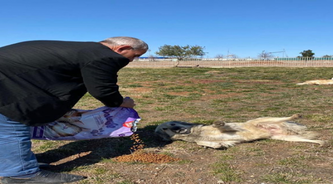 Şanlıurfa'da Sokak hayvanları unutulmadı!