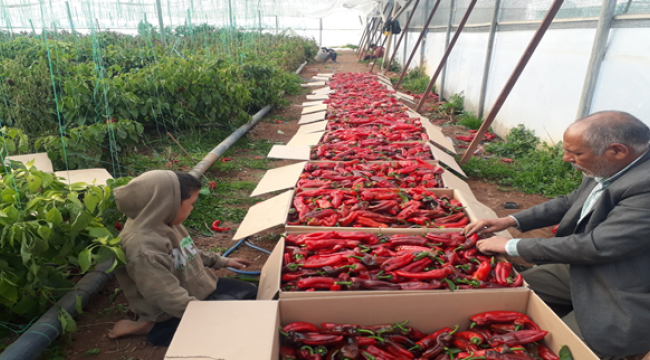 Seracılık ile Urfa isotu yine sofrada