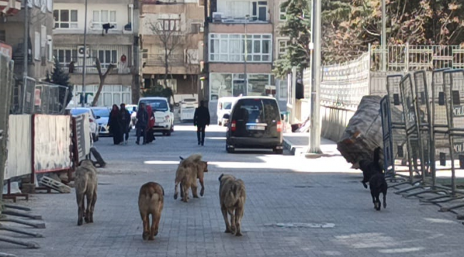 Başı boş köpekler tehlike saçıyor