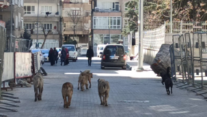 Başı boş köpekler tehlike saçıyor