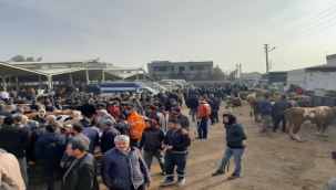 Bölgenin en büyük hayvan pazarı Şanlıurfa'da