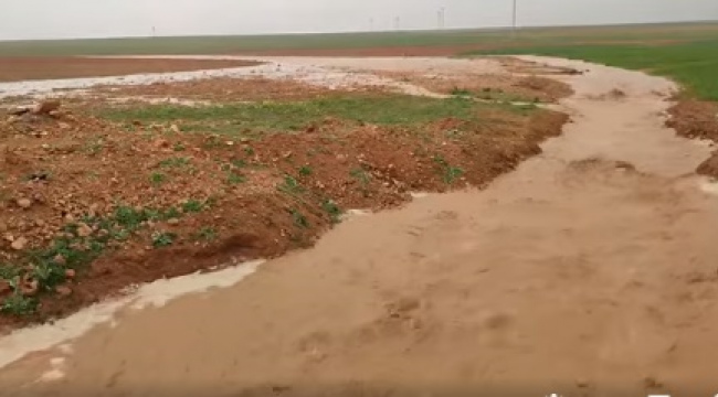 Harran ovasında sel suları ekili alanlara zarar verdi