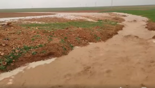 Harran ovasında sel suları ekili alanlara zarar verdi
