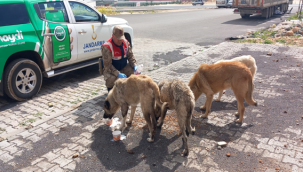 Jandarma, sel bölgesindeki sahipsiz hayvanlara da sahip çıkıyor