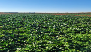 Şanlıurfa'da ıspanak hasadı başladı