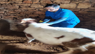 Şanlıurfa'da şap hastalığına karşı veterinerler seferber oldu