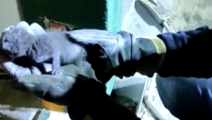 Şanlıurfa itfaiyesinden kedi kurtarma operasyonu