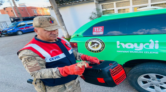 Urfa'da koli içeresinde 15 yavru sincap ele geçirdi