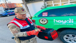 Urfa'da koli içeresinde 15 yavru sincap ele geçirdi