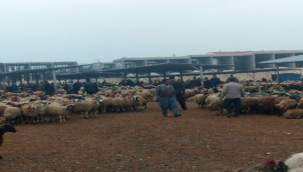 Urfa Hayvan pazarı kapatıldı!