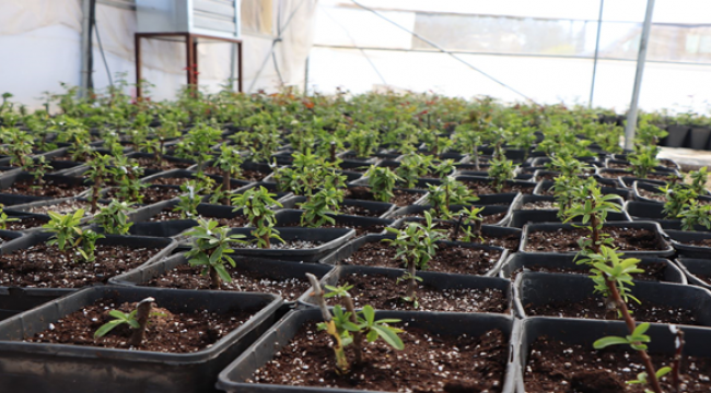 Büyükşehir Yılda 5 Milyondan Fazla Çiçek Üretiyor 