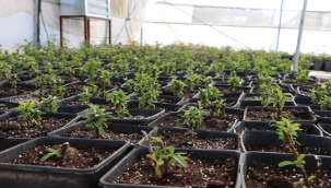 Büyükşehir Yılda 5 Milyondan Fazla Çiçek Üretiyor 