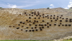 Kelaynakların yavruları yumurtadan çıkmaya başladı