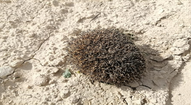 Şanlıurfa'da bitkin halde bulundu!