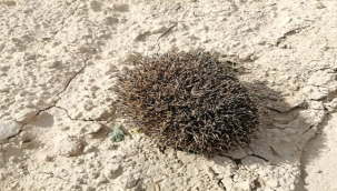 Şanlıurfa'da bitkin halde bulundu!