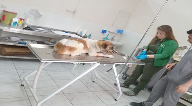 Şanlıurfa'da hayvanlara ambulansla müdahale