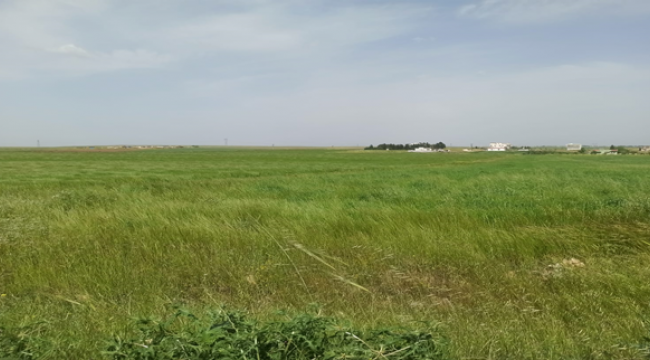 Şanlıurfa'da Mart ve Nisan yağışları çiftçinin yüzünü güldürdü