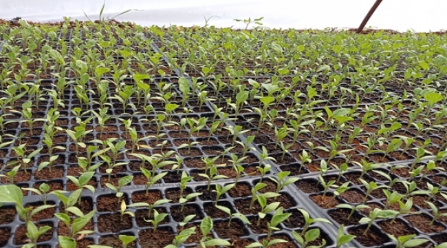 Şanlıurfa'da şitil satışı başladı