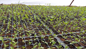 Şanlıurfa'da şitil satışı başladı