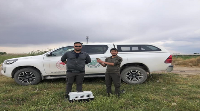 Ağa takılan Bıldırcın tedavi edildi
