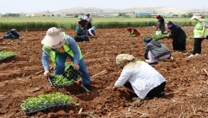 Ata Tohumundan Üretilen 200 Bin İsot Fidesi Toprakla Buluştu