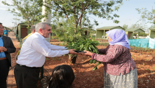 Başkan Beyazgül, Hobi Bahçesi Sakinlerine İsot Fidesi Dağıttı