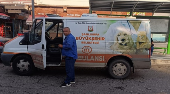 Şanlıurfa Belediyesinden Sokak hayvanlarına süper hizmet 