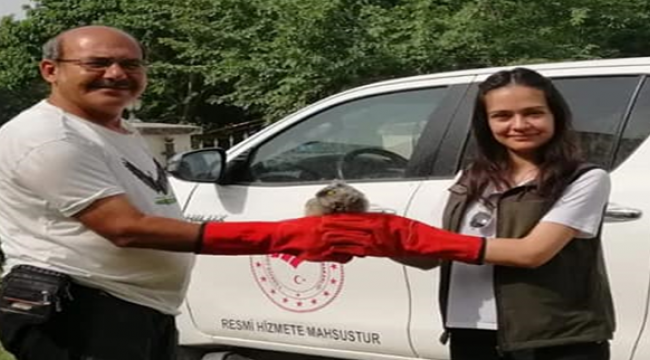 Şanlıurfa'da kulaklı orman Baykuşu tedavi altına alındı
