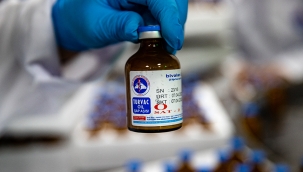 Şanlıurfa'nın 13 ilçesinde hayvanlar aşılandı