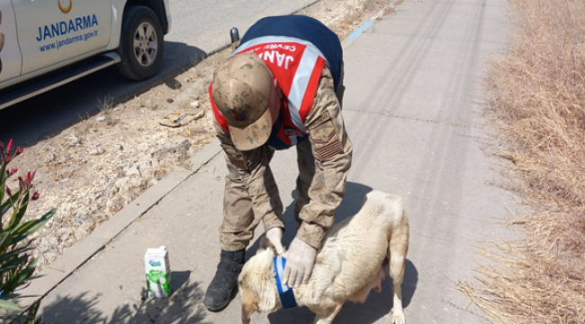 Urfa'da trafik kazalara önlenmesi yönelik bir adım!