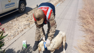 Urfa'da trafik kazalara önlenmesi yönelik bir adım!