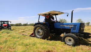 Vali Ayhan, mercimek hasadına katıldı