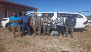 Viranşehir'de güçten düşmüş yılan kartalı tedavi altına alındı