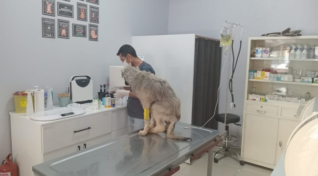 Bitkin bulunan sokak köpeği tedavi altına alındı 